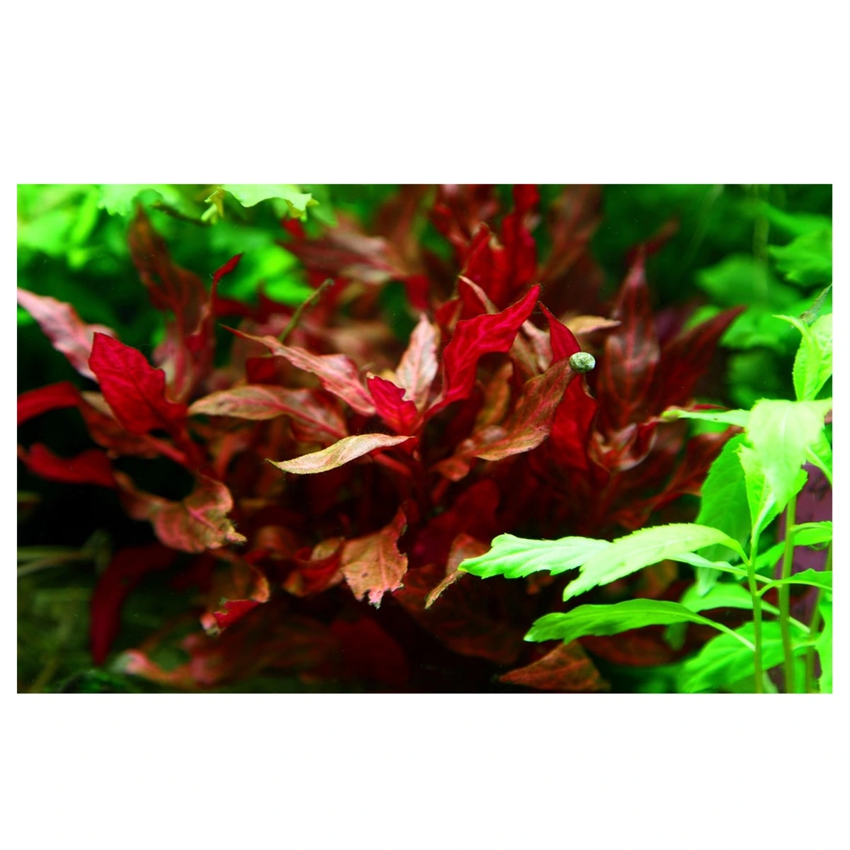 Tropica Akvarieplante i potte Alternanthera reineckii Rosanervig